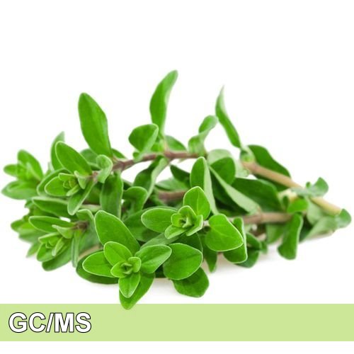 Sweet Marjoram-馬郁蘭